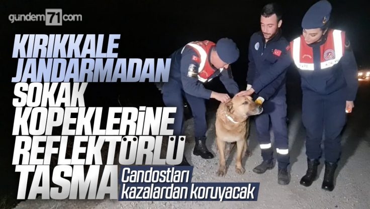 Kırıkkale’de Jandarma’dan Sahipsiz Sokak Köpeklerine Reflektörlü Tasma