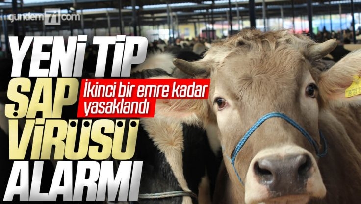 Kırıkkale’de Şap Alarmı; Canlı Hayvan Pazarı Kapatıldı, Hayvan Nakli Yasaklandı