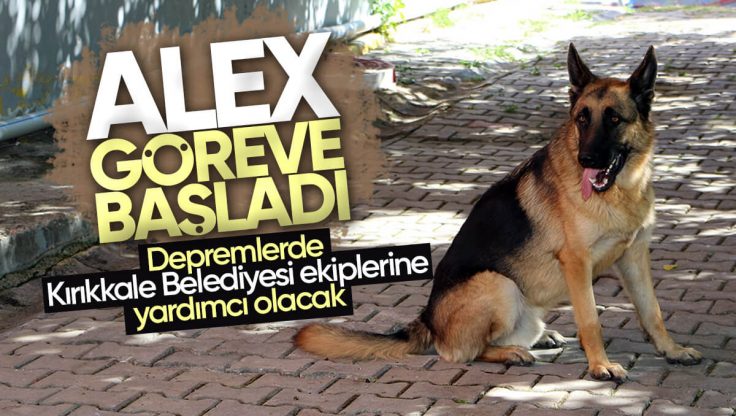 Kırıkkale Belediyesi Arama Kurtarma Ekibi K9 Köpeği ‘Alex’ Göreve Başladı