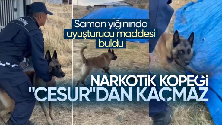 Kırıkkale’de Narkotik Köpeği ‘Cesur’ İle Düzenlenen Operasyonda Esrar Ele Geçirildi
