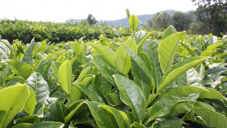 Kış Aylarında Bitki Bakımı Nasıl Yapılır? Nelere Dikkat Etmelisiniz?