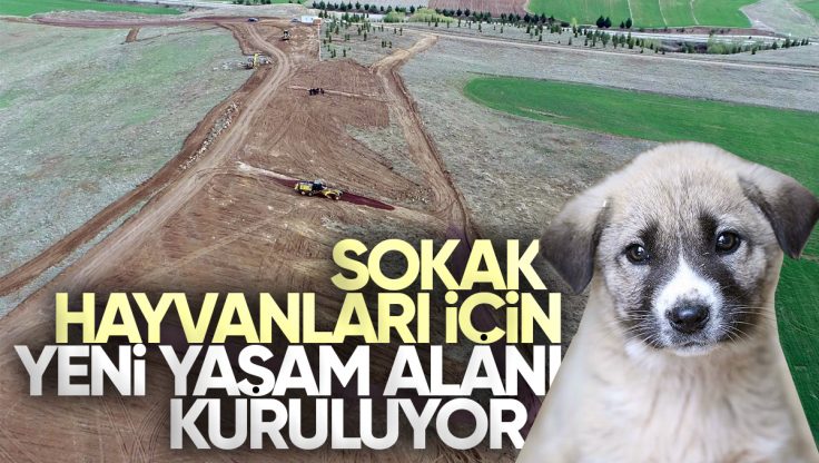Kırıkkale’de Sokak Hayvanları İçin Yeni Yaşam Alanı Kuruluyor