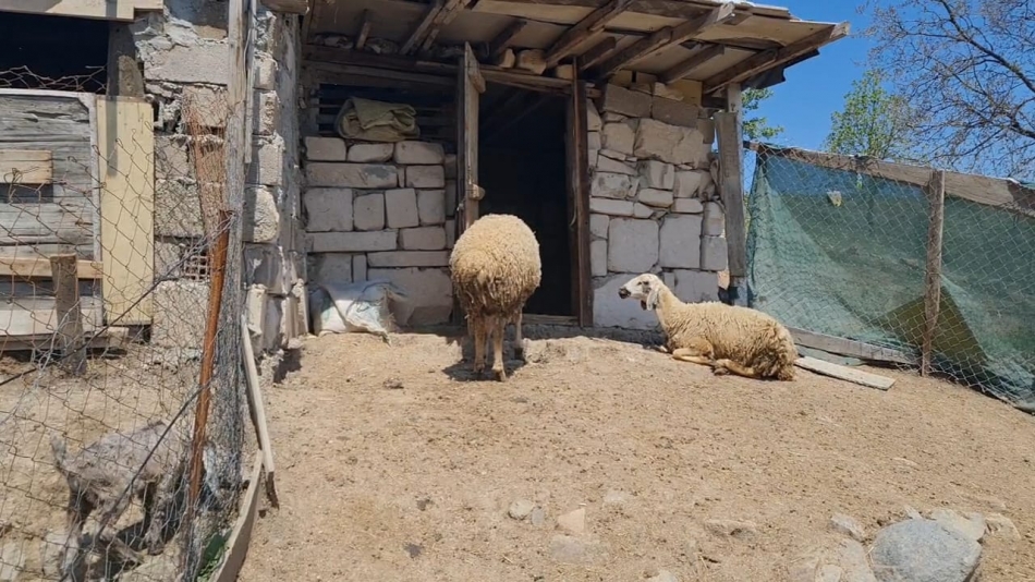 Kırıkkale'de Kurt Dehşeti: Gözü Gibi Baktığı 30 Küçükbaş Hayvan Telef Oldu 5 1746353433 whatsapp image 2025 05 04 at 12.50.43 1