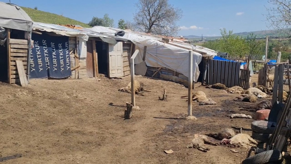 Kırıkkale'de Kurt Dehşeti: Gözü Gibi Baktığı 30 Küçükbaş Hayvan Telef Oldu 2 1746353437 whatsapp image 2025 05 04 at 12.50.44 2