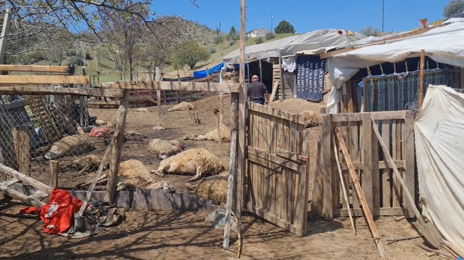 Kırıkkale'de Kurt Dehşeti: Gözü Gibi Baktığı 30 Küçükbaş Hayvan Telef Oldu 3 1746353440 whatsapp image 2025 05 04 at 12.50.44 3