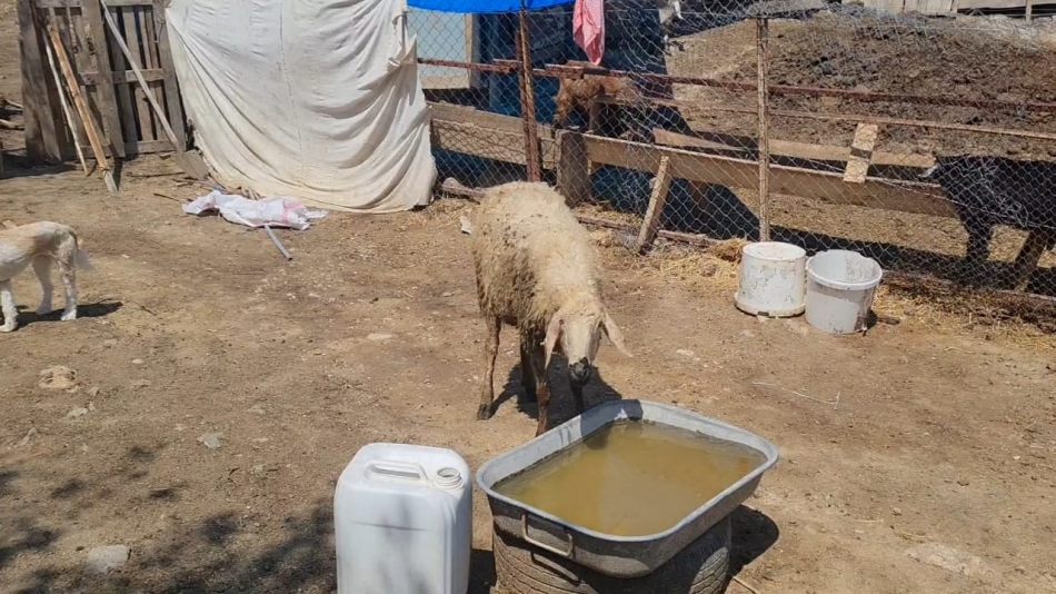 Kırıkkale'de Kurt Dehşeti: Gözü Gibi Baktığı 30 Küçükbaş Hayvan Telef Oldu 4 1746353441 whatsapp image 2025 05 04 at 12.50.45