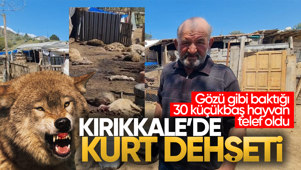 Kırıkkale’de Kurt Dehşeti: Gözü Gibi Baktığı 30 Küçükbaş Hayvan Telef Oldu