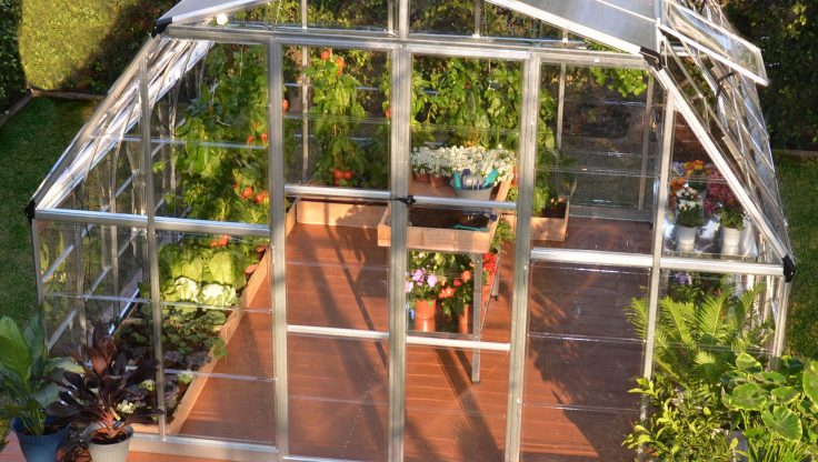 Mini Seralar Bitkilerin Köklenme Sürecini Nasıl Hızlandırır?