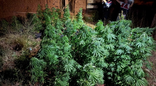 Kırıkkale'de Kenevir Bahçesine Jandarma Operasyonu: 2 Şüpheli Gözaltında 1 jandarmadan uyusturucu operasyonu