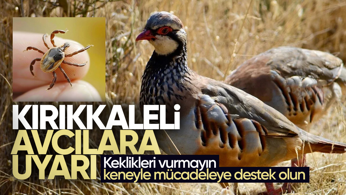 Kırıkkale’de Avcılara Uyarı: Keklikleri Vurmayın, Keneyle Mücadeleye Destek Olun