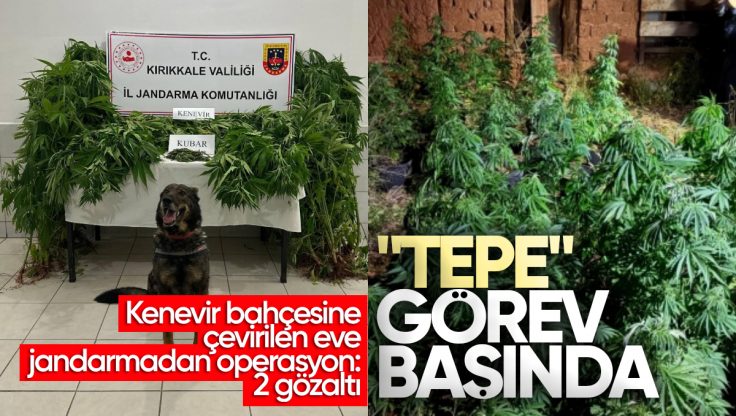 Kırıkkale’de Kenevir Bahçesine Jandarma Operasyonu: 2 Şüpheli Gözaltında