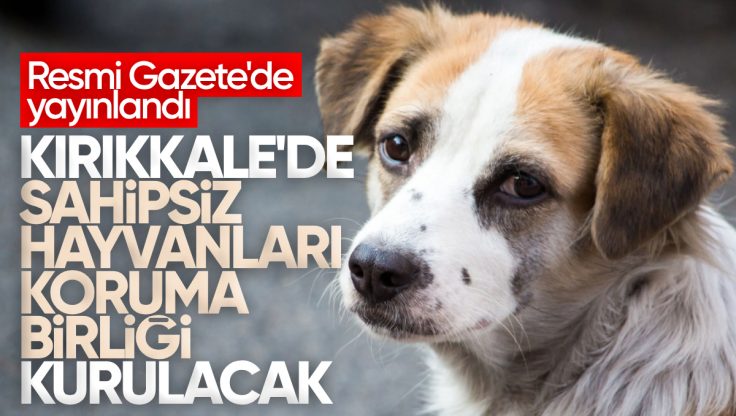 Kırıkkale’de Sahipsiz Hayvanları Koruma Birliği Kurulacak