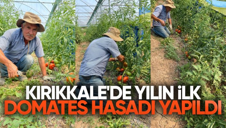 Kırıkkale’de Domates Sezonu Açıldı: İlk Hasat Bahşılı’dan