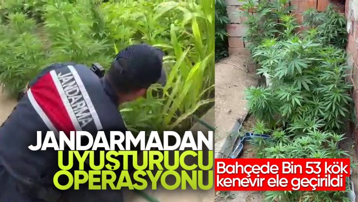 Kırıkkale’de Jandarmadan Uyuşturucu Operasyonu: Bahçede Bin 53 Kök Kenevir Ele Geçirildi