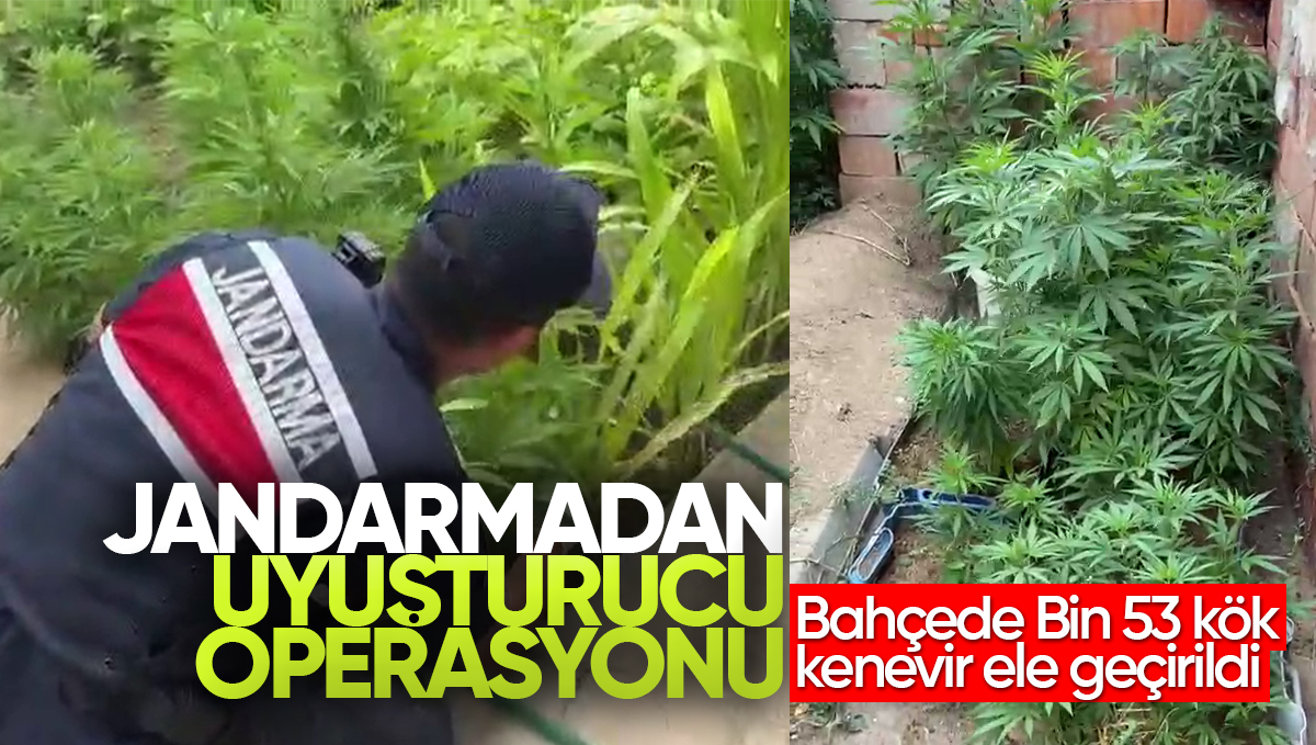 Kırıkkale’de Jandarmadan Uyuşturucu Operasyonu: Bahçede Bin 53 Kök Kenevir Ele Geçirildi