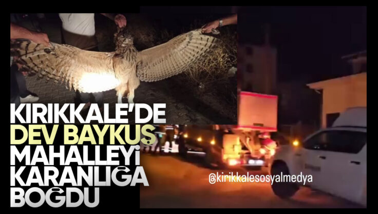 Kırıkkale’de Dev Baykuş Elektrikleri Kesti