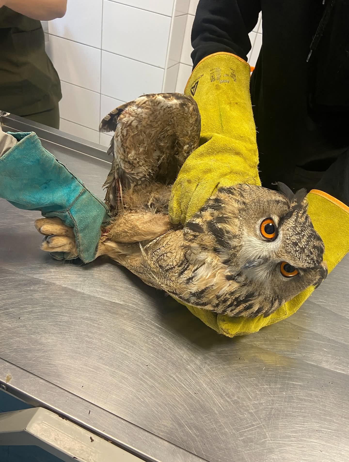 Kırıkkale'de Yaralı Puhu Kuşu Kurtarılarak Doğaya Kazandırıldı 1 FB IMG 1761109144542