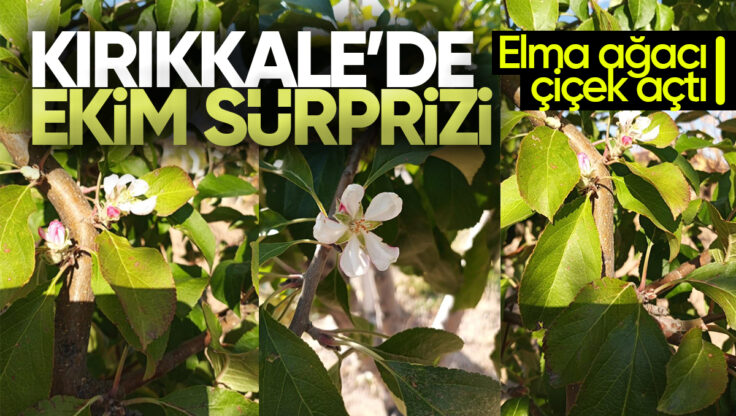 Kırıkkale’de Sonbahar Sürprizi: Elma Ağacı Ekimde Çiçek Açtı!