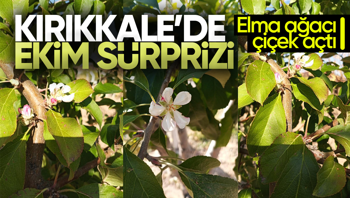 Kırıkkale’de Sonbahar Sürprizi: Elma Ağacı Ekimde Çiçek Açtı!