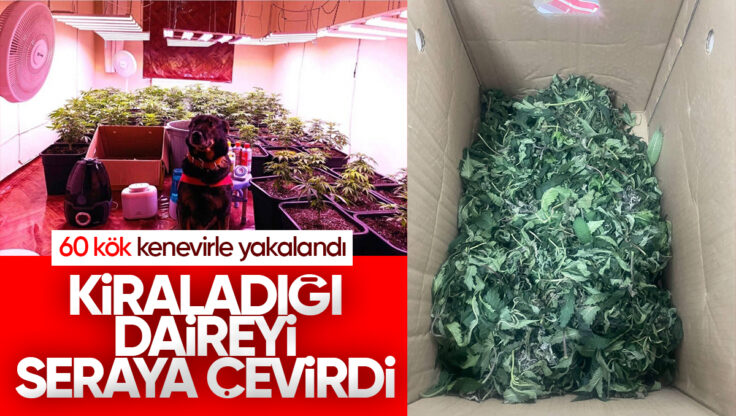 Kırıkkale’de Kiraladığı Daireyi Seraya Çevirdi: Jandarmadan Kenevir Operasyonu