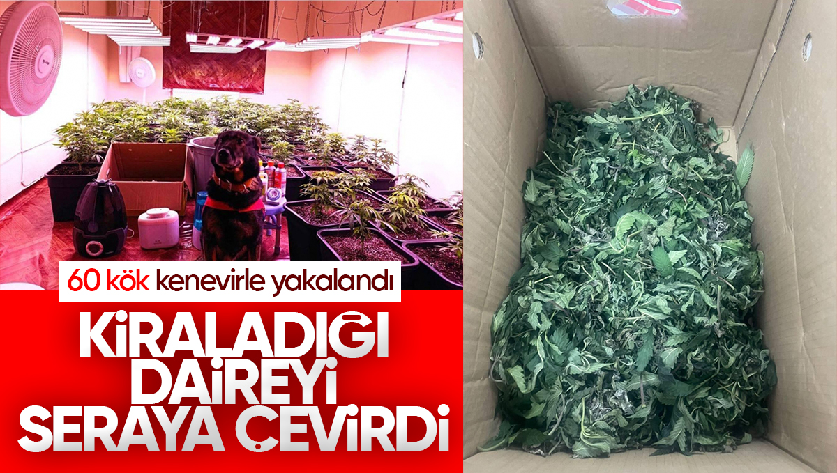 Kırıkkale’de Kiraladığı Daireyi Seraya Çevirdi: Jandarmadan Kenevir Operasyonu