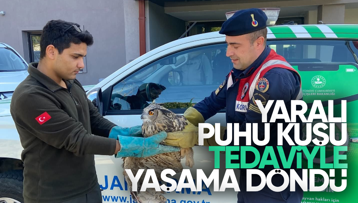 Kırıkkale’de Yaralı Puhu Kuşu Kurtarılarak Doğaya Kazandırıldı