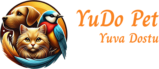 Kedi Sahiplendirme: Yeni Yuvalar İçin Umut Olun