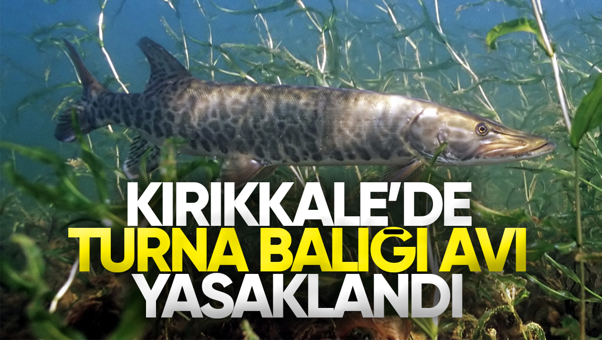 Kırıkkale’de Turna Balığı İçin Av Yasağı Başladı: 31 Mart’a Kadar Sürecek