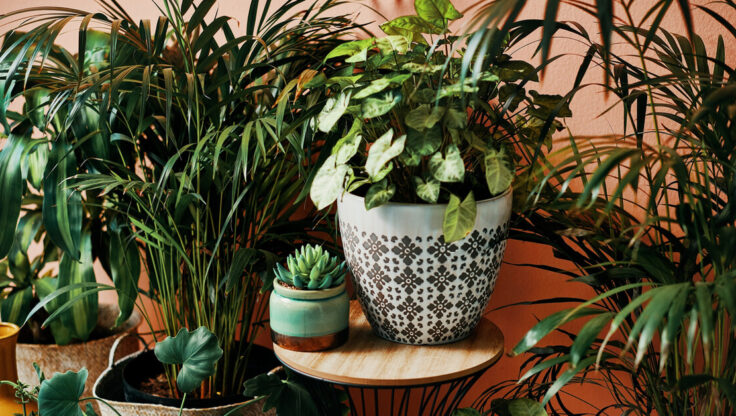 Ev İçin Bitki Seçerken Işık ve Ortam Koşulları Nasıl Değerlendirilmeli?