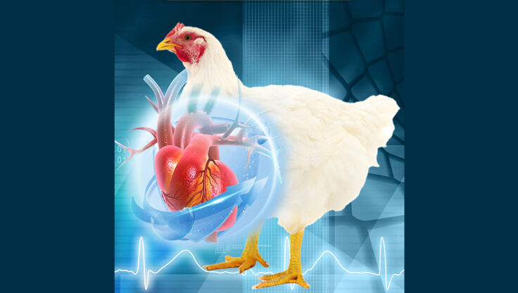 Tavuk Vitaminleri Neden Kullanılır?
